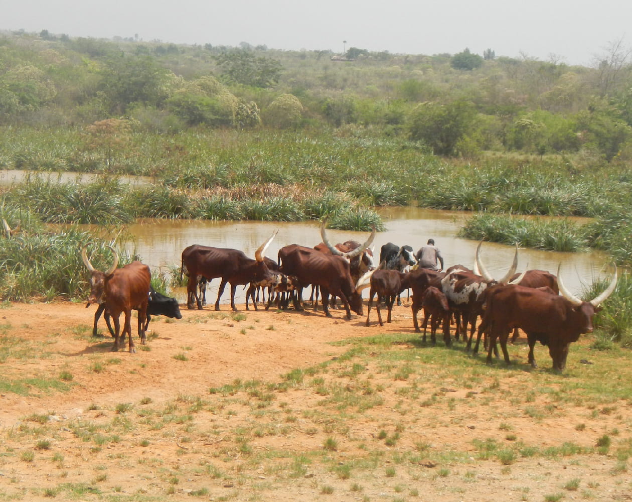 Environmental Management Services